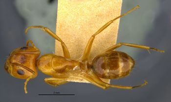 Media type: image;   Entomology 21588 Aspect: habitus dorsal view